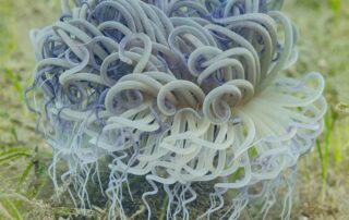 Philippinisches Riffmotiv: Anemone in Anilao