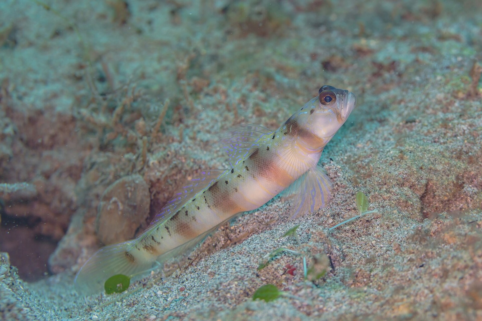 Grundel in Anilao – ergänzendes Makromotiv