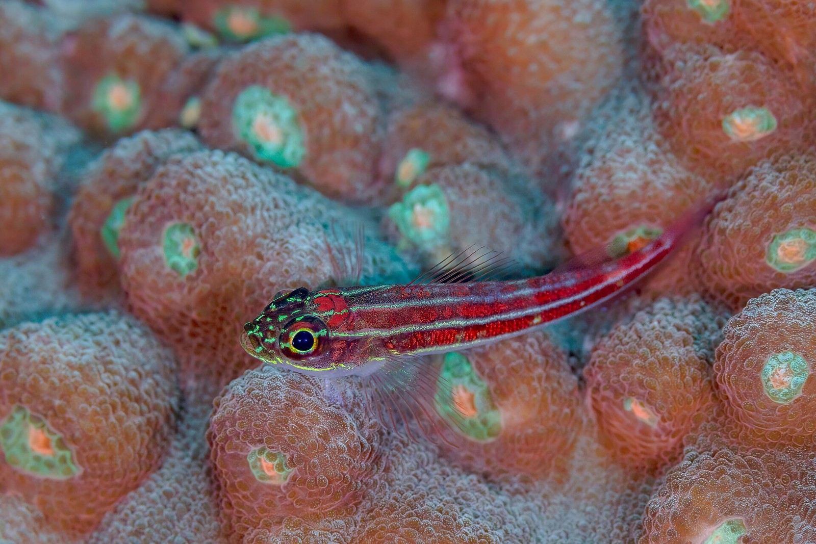 Dreiflossen-Schleimfisch in Anilao – ergänzendes philippinisches Riffmotiv