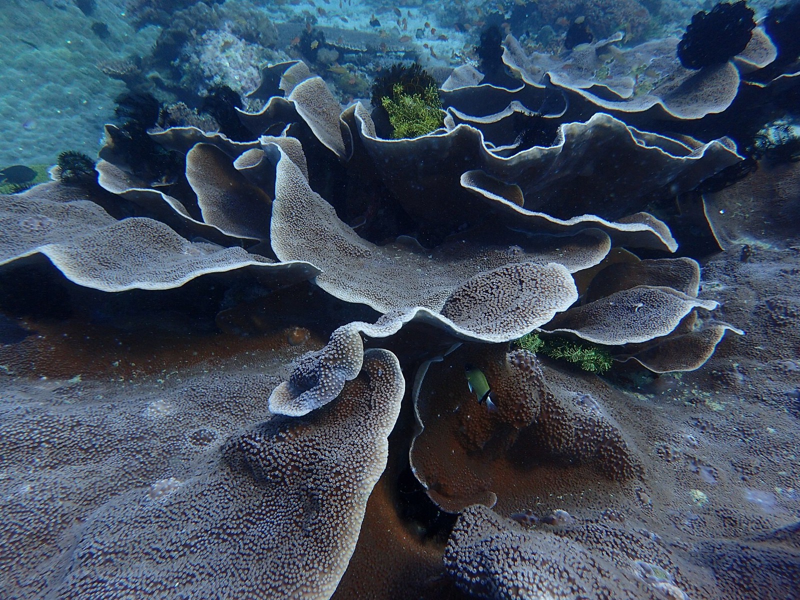 Blattförmige Korallen bei Puerto Galera