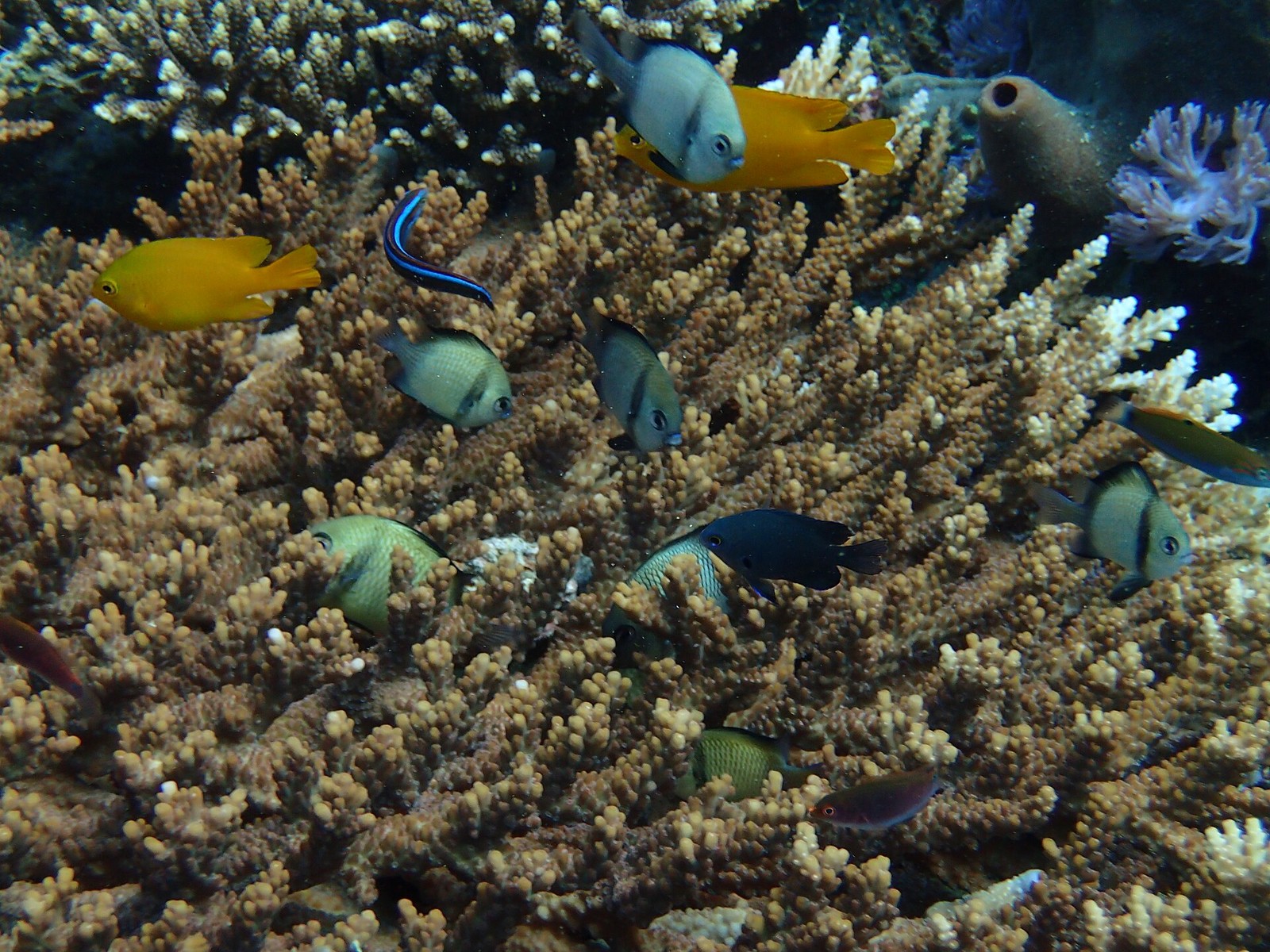 Korallen und Riffbewohner bei Puerto Galera