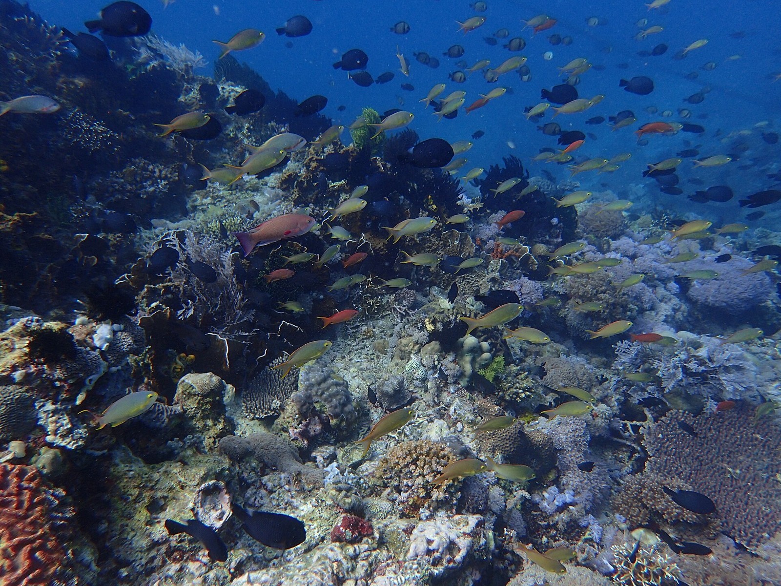 Fischschwarm am Riff bei Puerto Galera