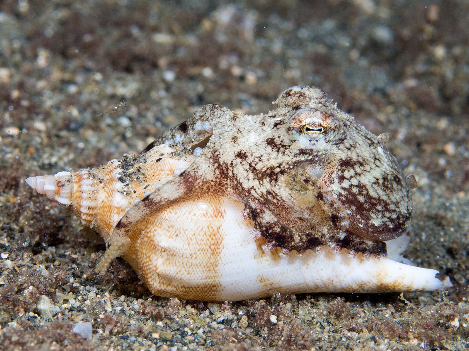Kokosnuss-Oktopus bei Romblon