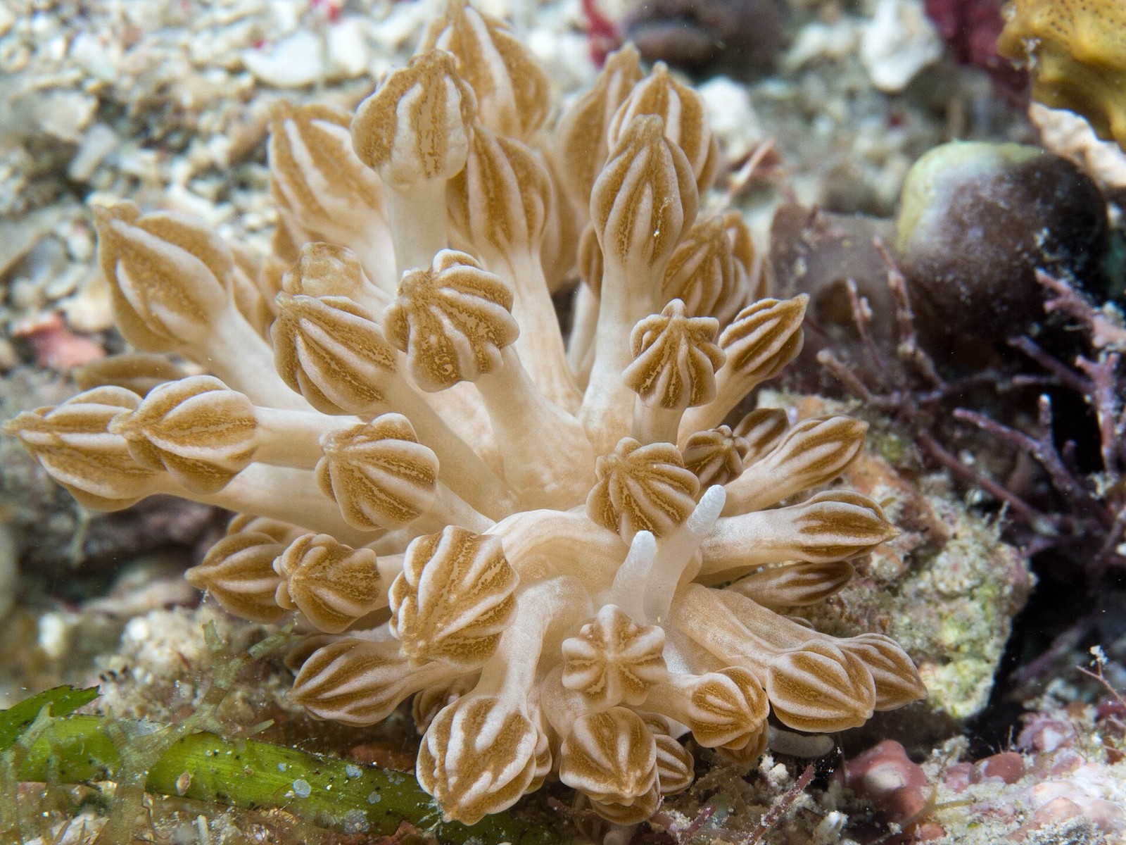 Nacktschnecke Phyllodesmium rudmani bei Romblon