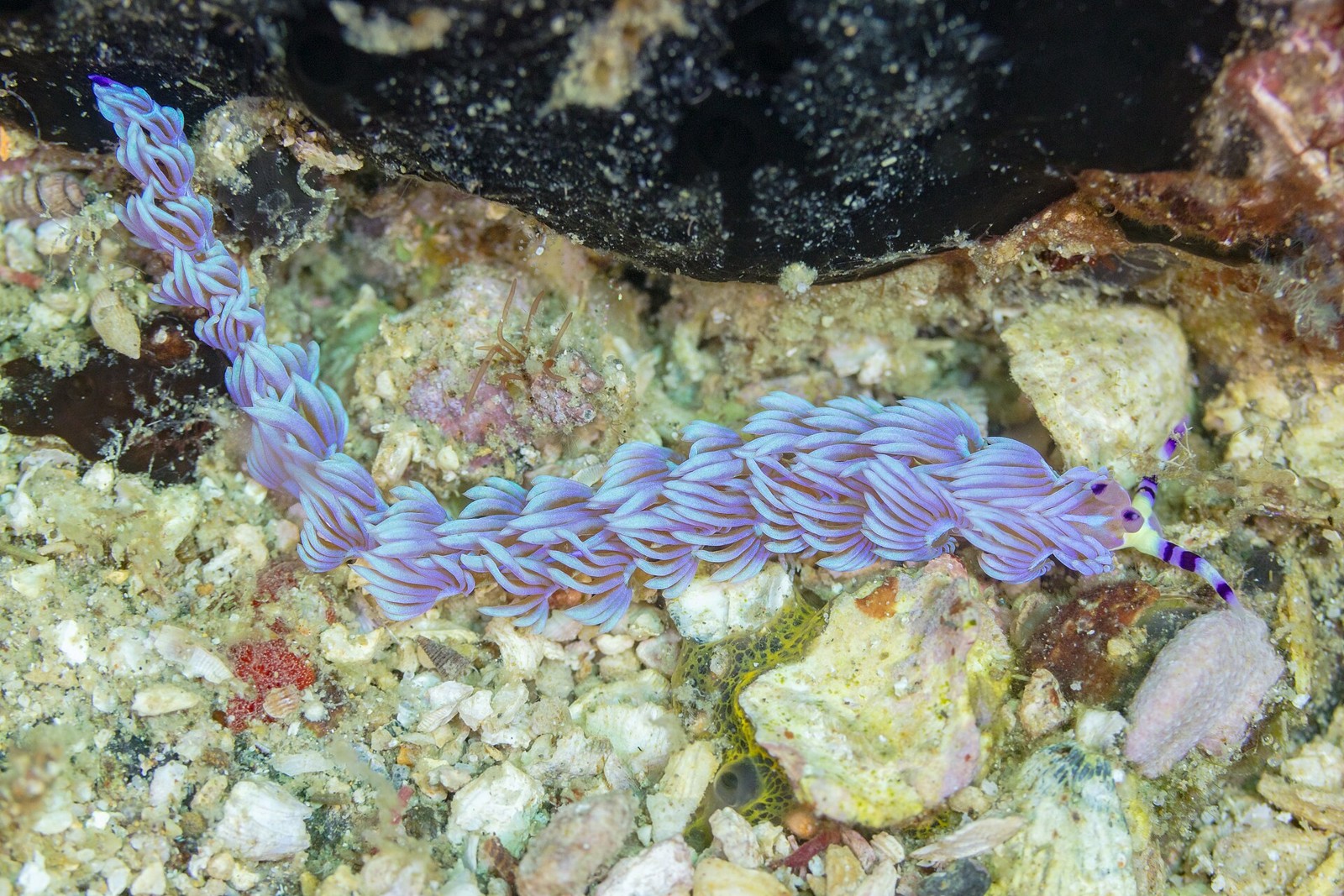 Nacktschnecke in Anilao – ergänzendes philippinisches Makromotiv