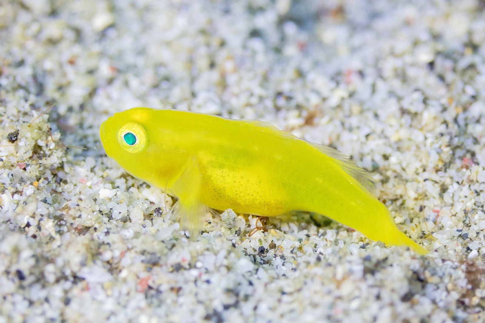 Kleine Grundel in Anilao – ergänzendes philippinisches Makromotiv