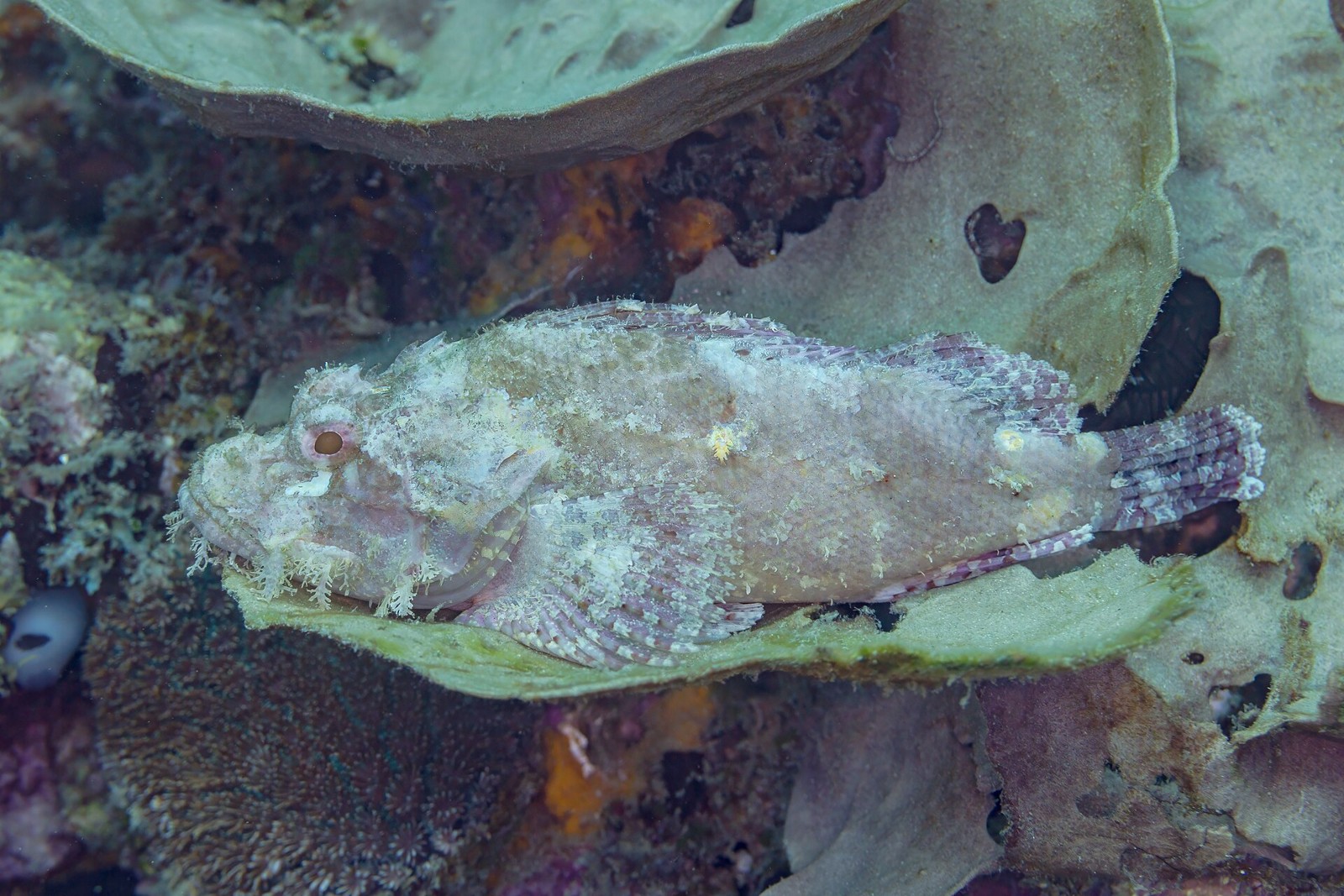 Skorpionfisch in Anilao – ergänzendes philippinisches Riffmotiv