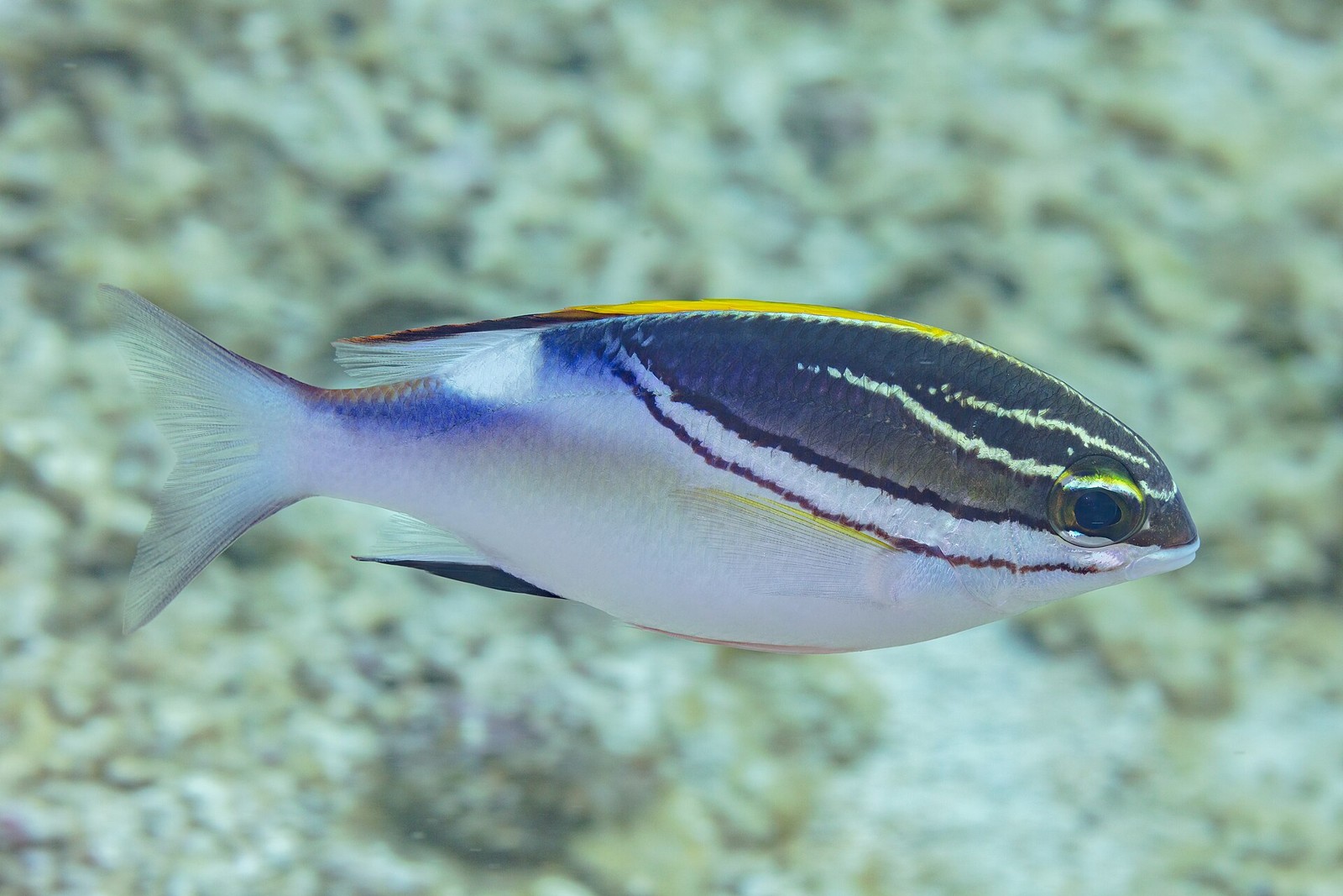 Riffbarsch in Anilao – ergänzendes philippinisches Unterwassermotiv