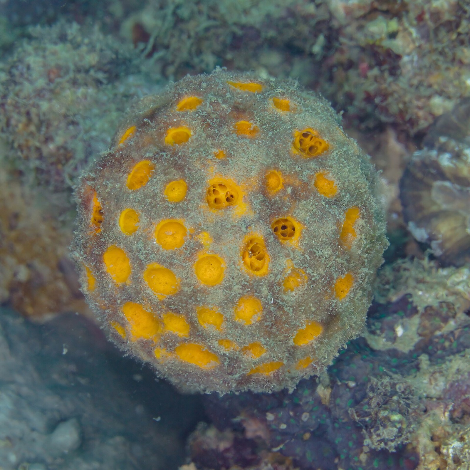 Schwamm in Anilao – ergänzendes philippinisches Riffmotiv