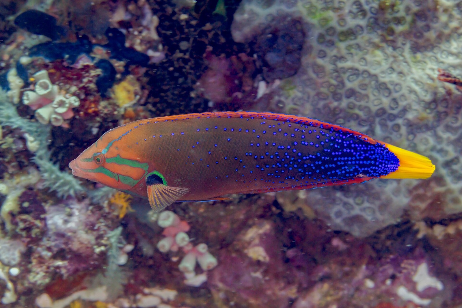 Lippfisch in Anilao – ergänzendes philippinisches Unterwassermotiv