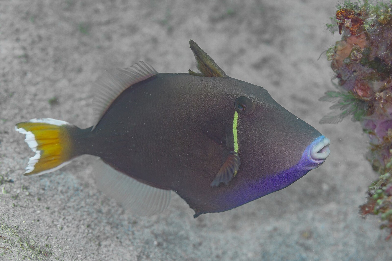 Drückerfisch in Anilao – ergänzendes philippinisches Unterwassermotiv