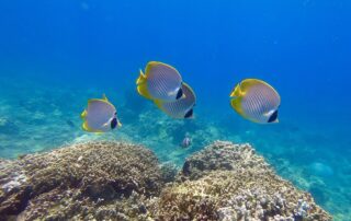 Tauchen an Verde Island: Header-Bild