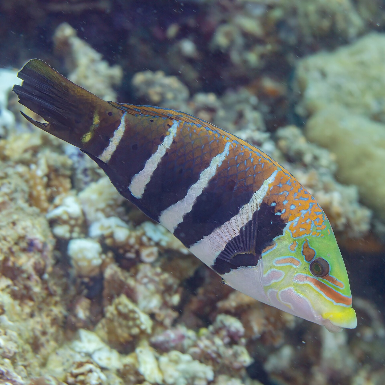 Lippfisch in Anilao – ergänzendes Motiv der Batangas-Region