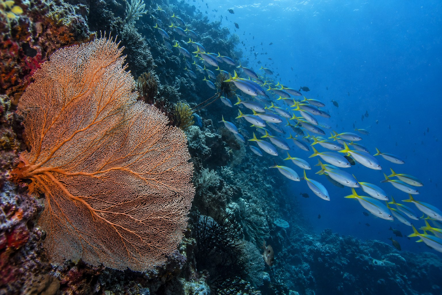 Meerestiere im natürlichen Lebensraum