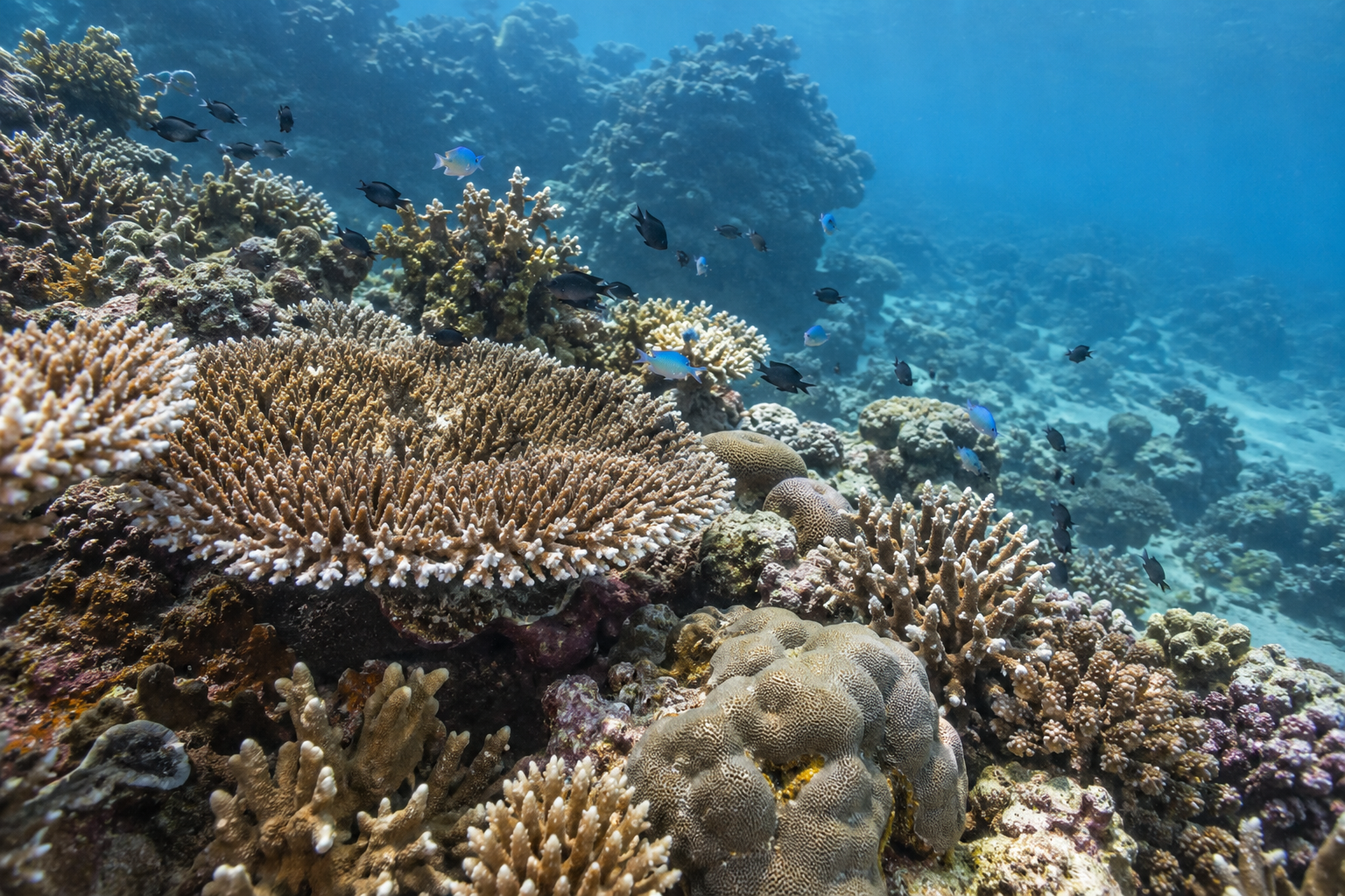 Apo Island: die vielfältigen Strukturen eines Korallengartens.