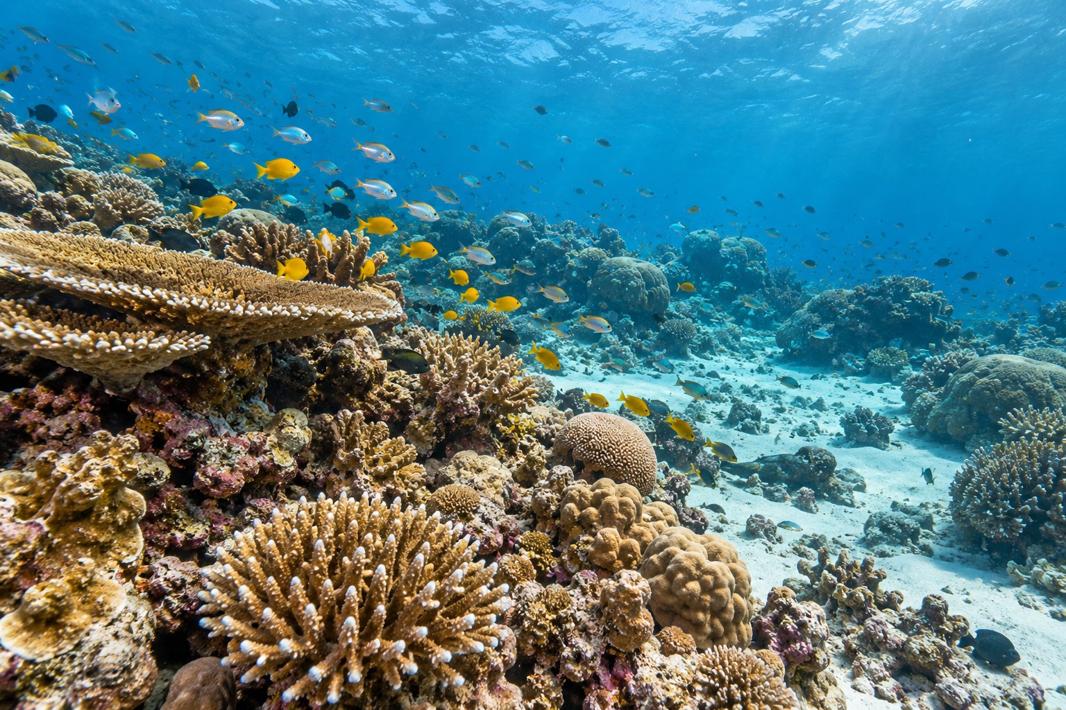 Korallen und Fische als Illustration zum Tauchen auf Phuket