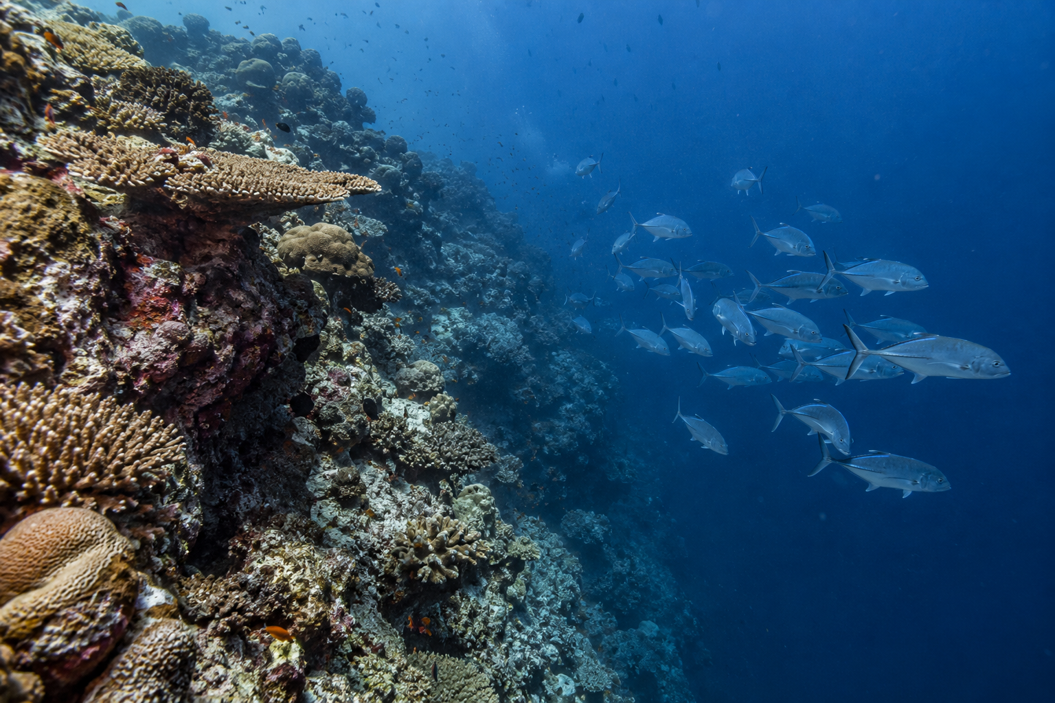 Offshore-Revier · Riffwand und offenes Meer