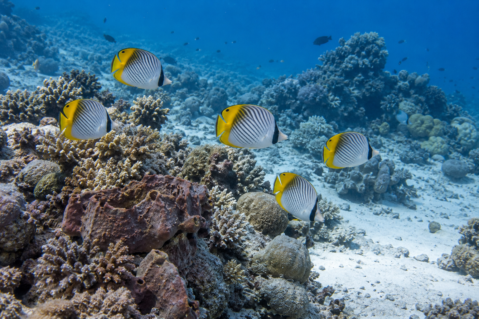 Rotes Meer · Rifffische und Korallen